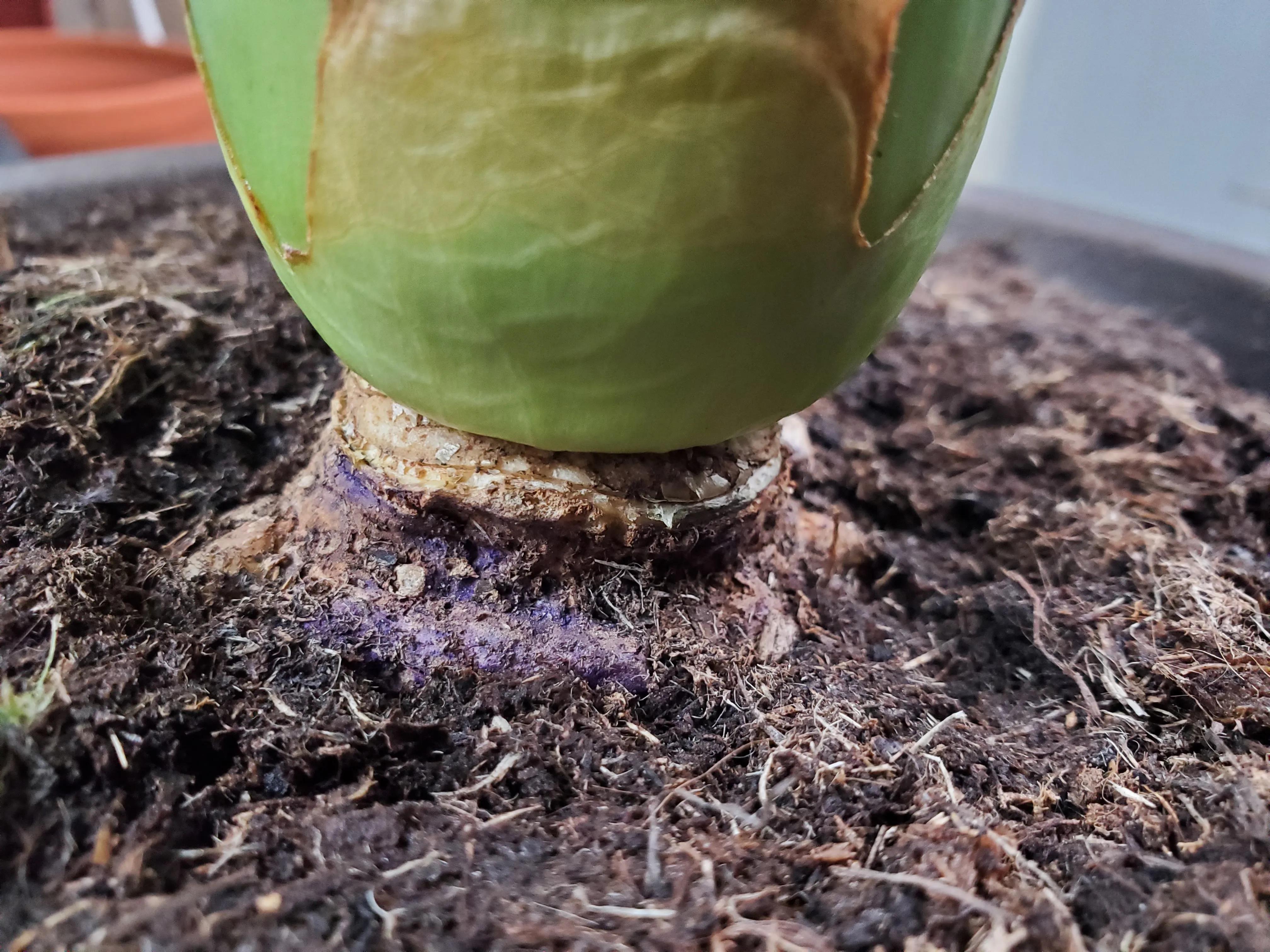 君子兰茎腐病可以用多菌灵吗,君子兰腐叶病怎么处理