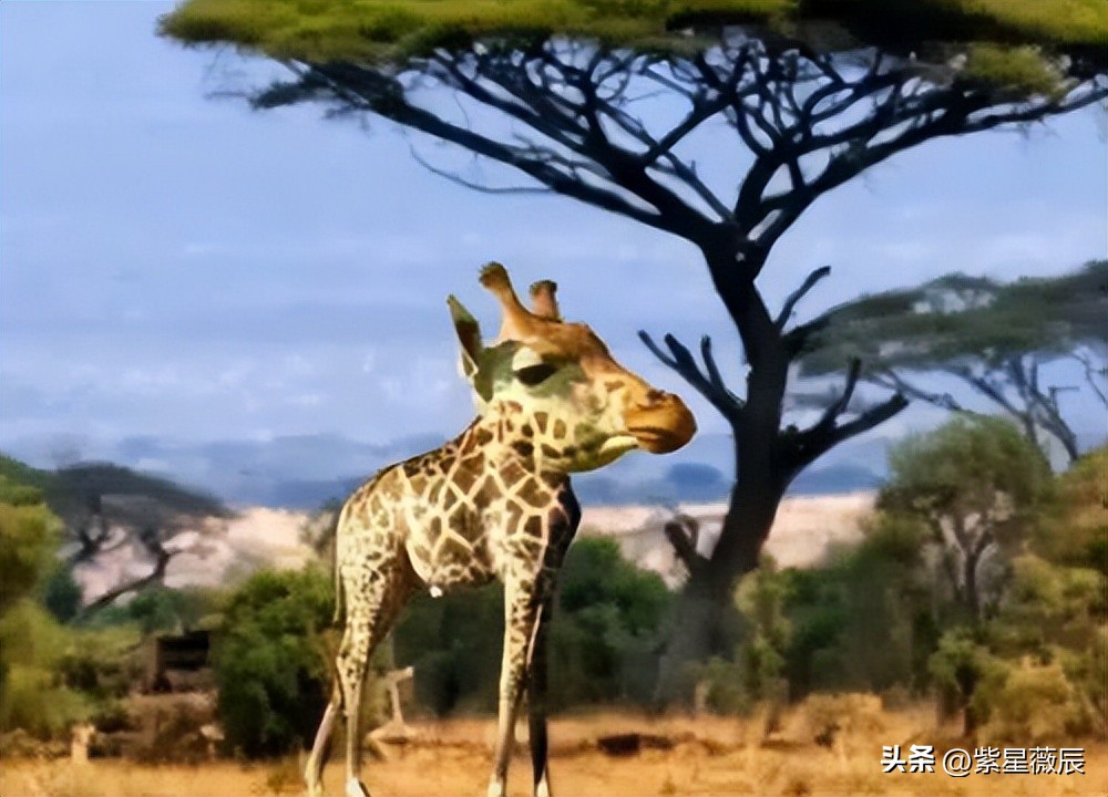 远古时代有什么龙是食肉动物,龙记载的到底是什么生物