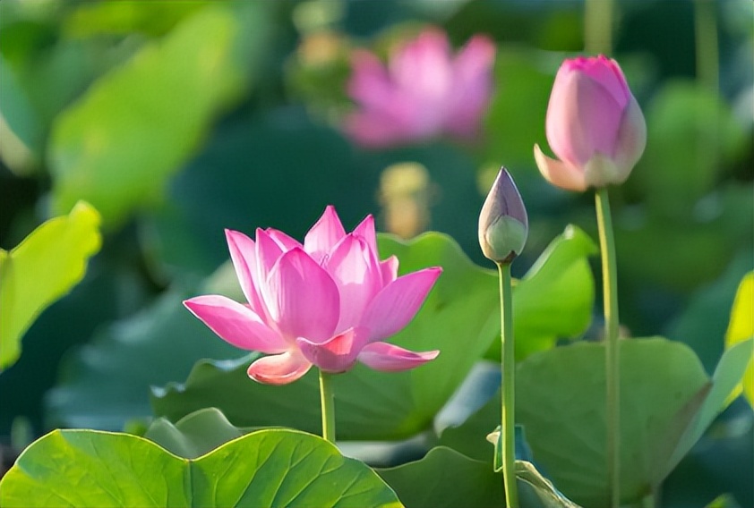 夏季燥热心烦你需要这5款解暑茶,天气这么炎热喝这几款茶比较解暑