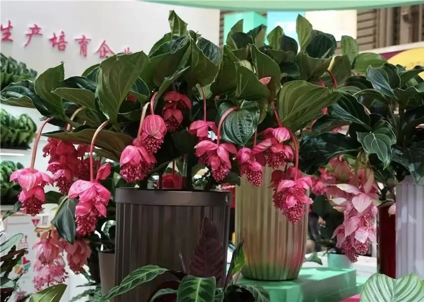 办公室花卉大气上档次,高端大气上档次花卉康乃馨