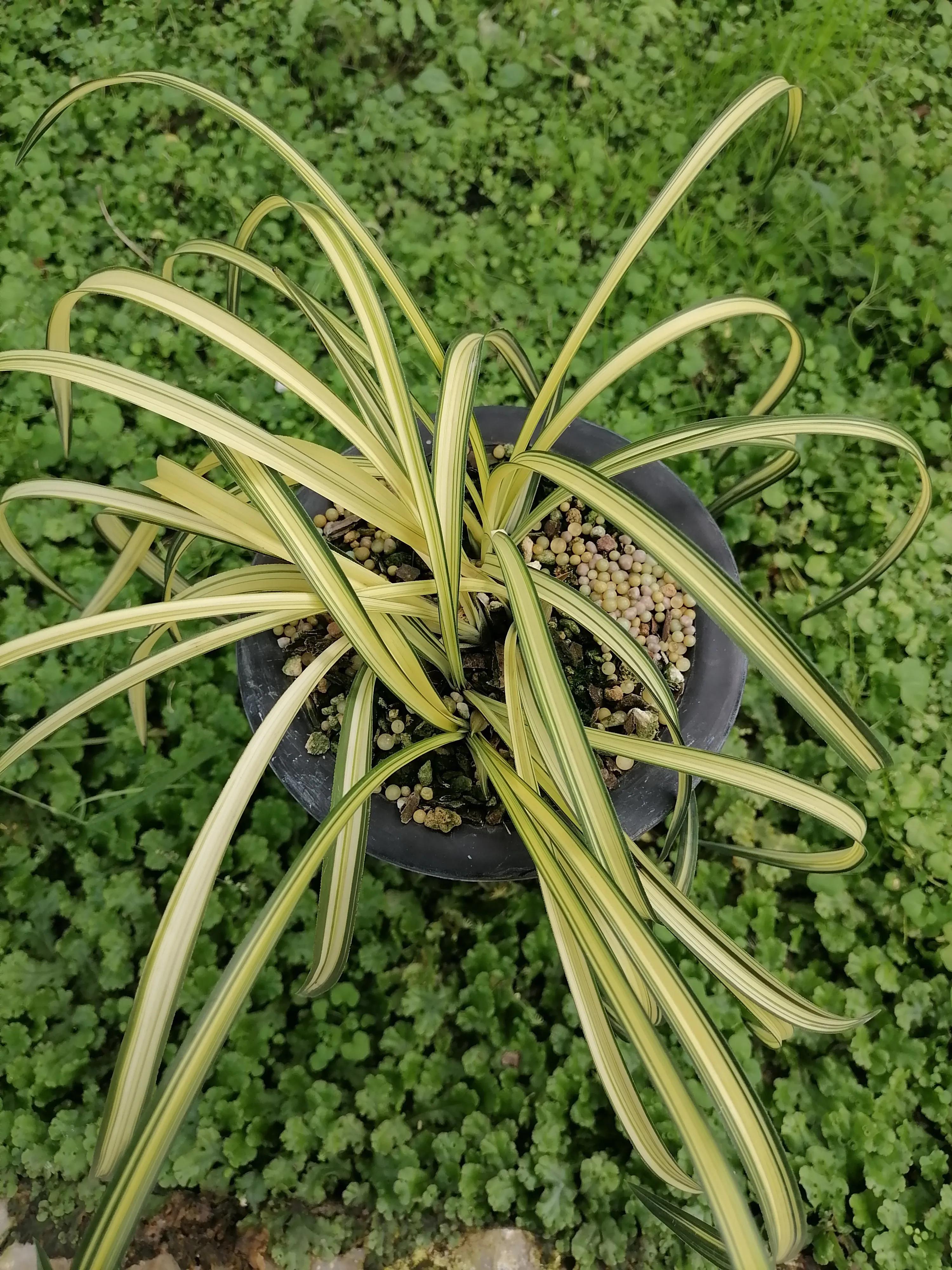 叶型最好看的兰花,浅谈对兰花的认识