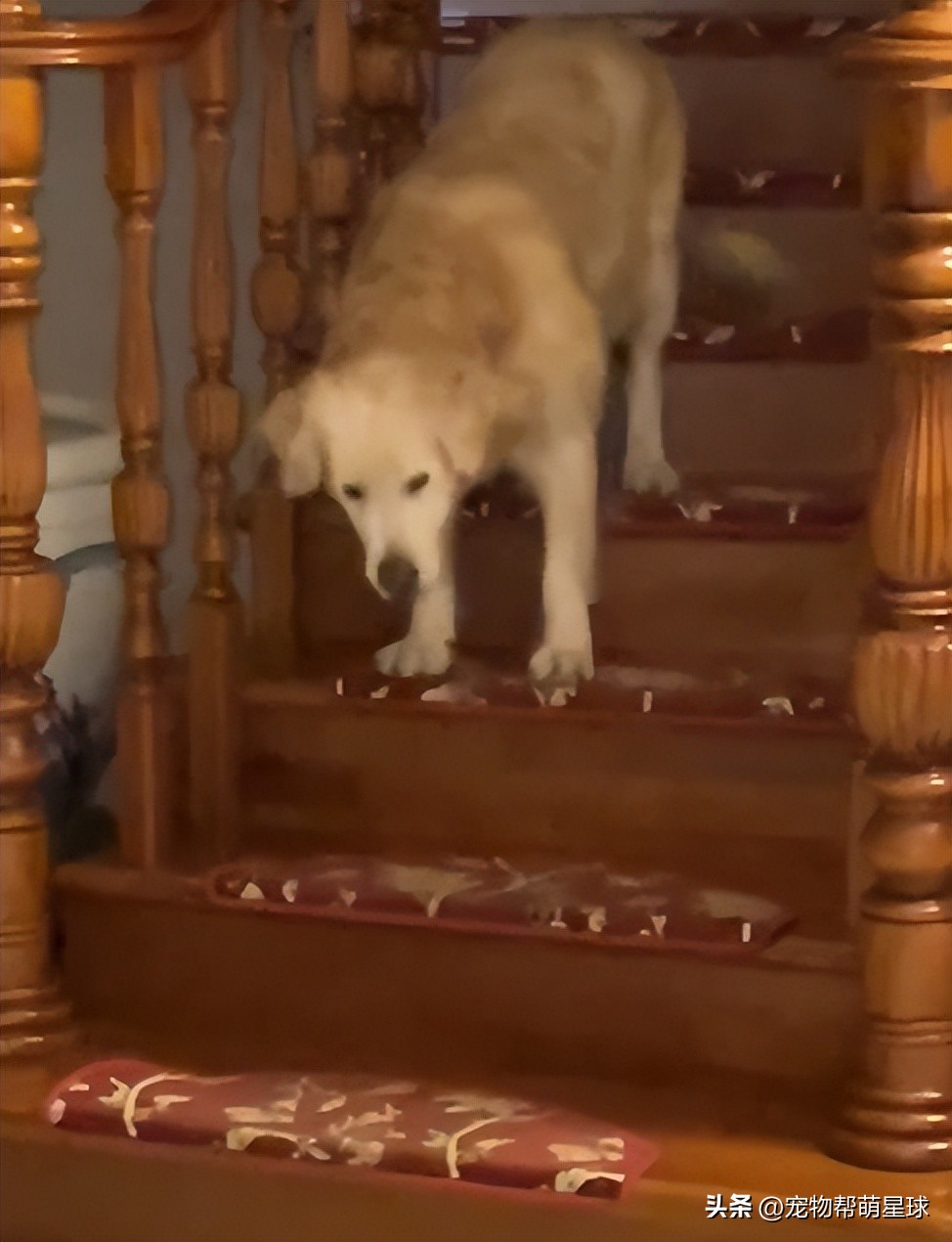 如果有一天，我的宠物不在了，怎么办？