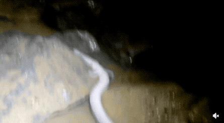 30张活久未见的图片,30组活久见的照片