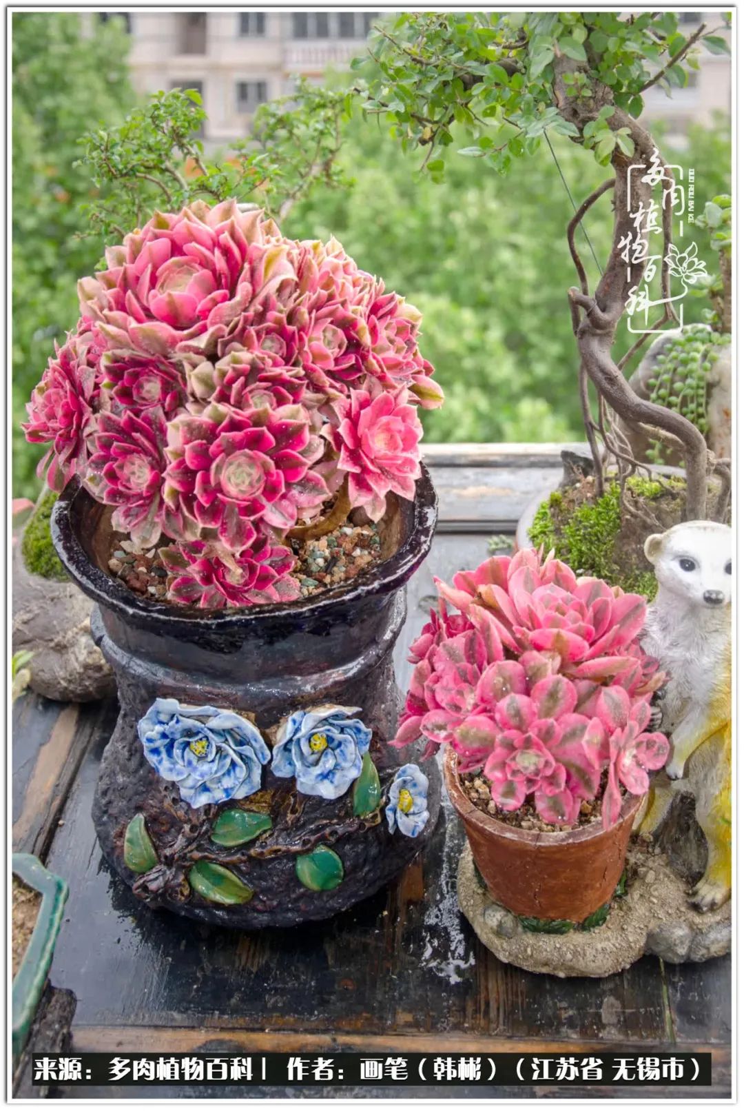 盆景多肉常遇到的问题,多肉盆景无穷小