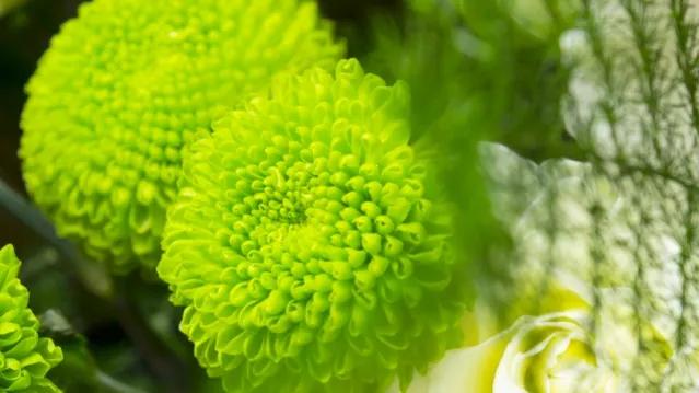 不是花中偏爱菊菊花开尽更无花,不是花中偏爱菊只是花开尽更无花