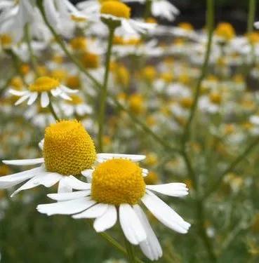精油护肤的奥秘只有用了才知道,学会精油护肤绽放最自然的美
