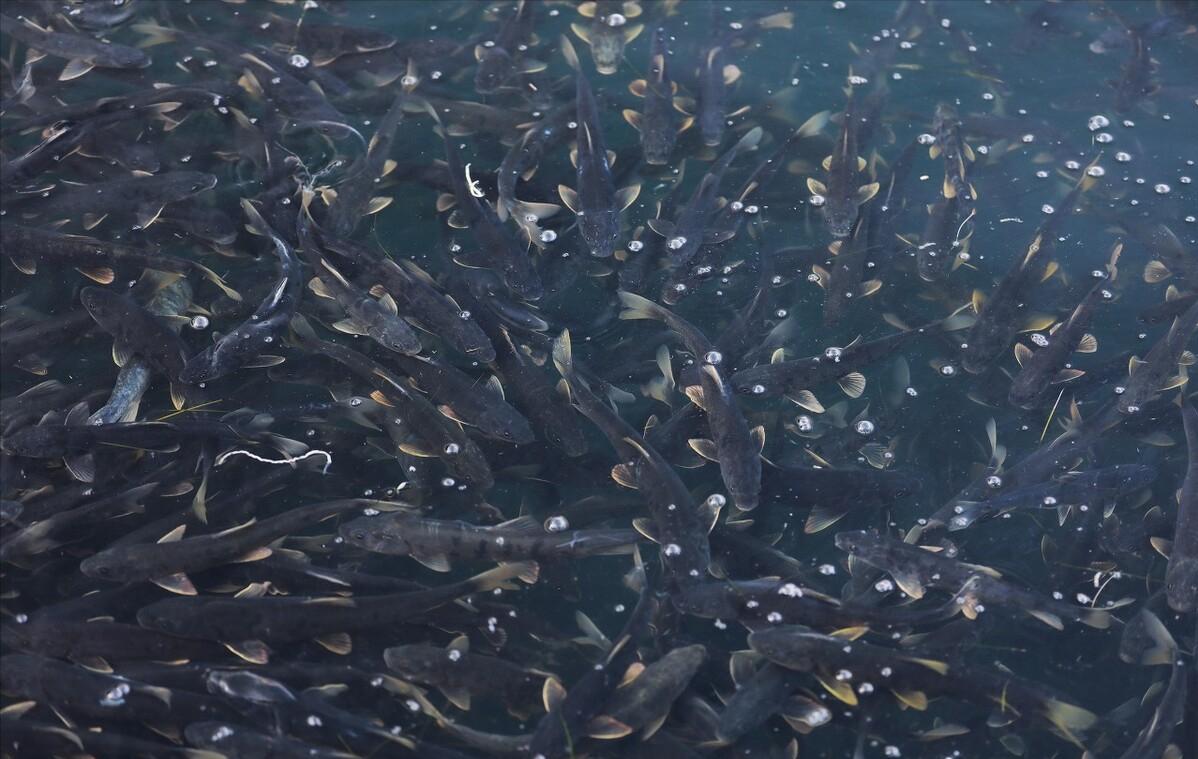 湟鱼洄游过程,湟鱼洄游障碍