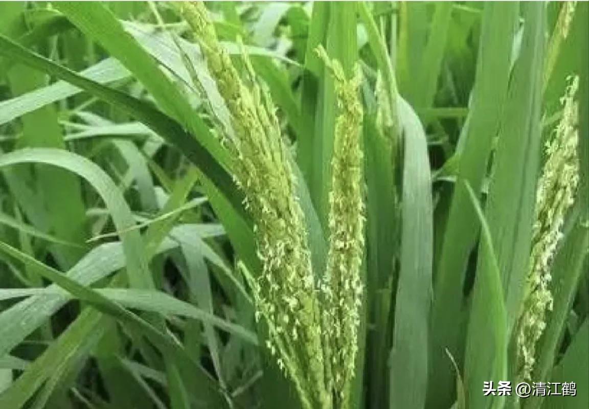 人称“蜂花醇”，有“9大增产用途”，对照使用，可提质增效