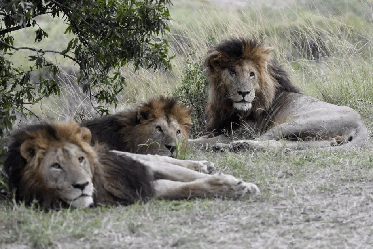 狮王刀疤被谁击败,狮王刀疤狮群称王达9年