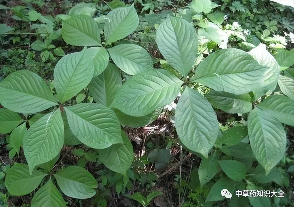 中药四块瓦的配方,中药四块瓦都有哪些用途