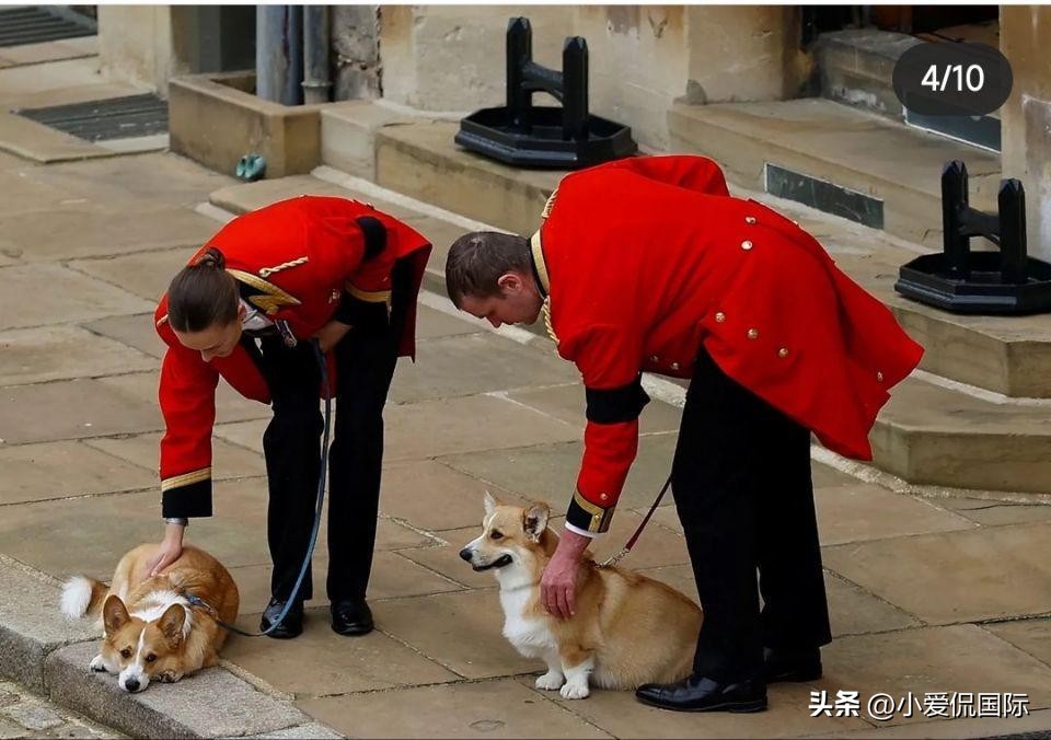 英国王室最新消息威廉查尔斯,英王室宣告哈里夫妇出局