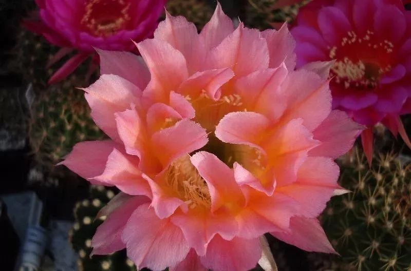 200种·仙人球开花图鉴，大开眼界，美到爆