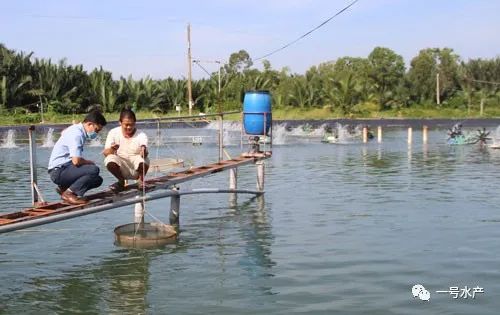 虾饲料利润空间,虾饲料赚钱吗