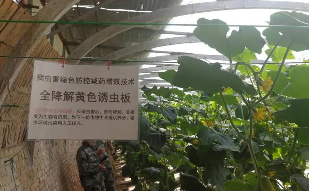 种黄瓜怎样防虫害,大棚黄瓜的主要病虫害及防治技术