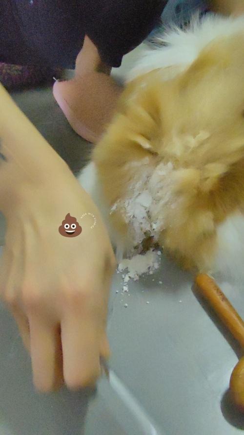 猫拉屎粘底怎么办,猫拉屎粘在尾巴上怎么清理