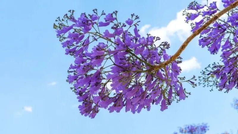 云游|赏“花枝不断四时春”,邂逅云南生活的专属浪漫