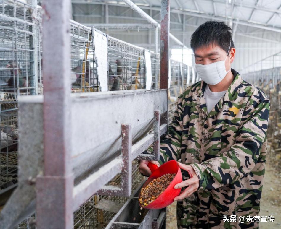 广西贵港鸽王,贵港鸽王