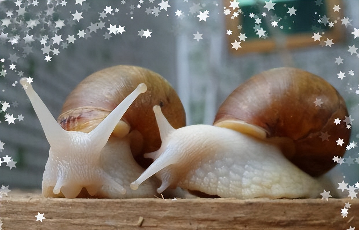 白玉蜗牛开箱视频,白玉蜗牛怎么怀孕