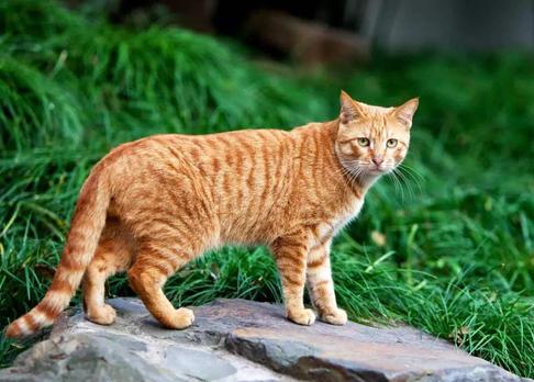 什么猫有灵性又好养,猫界脾气最好的猫是什么