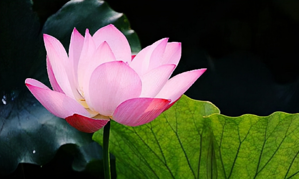 做外贸需要具备什么知识条件,做外贸对个人形象有要求吗