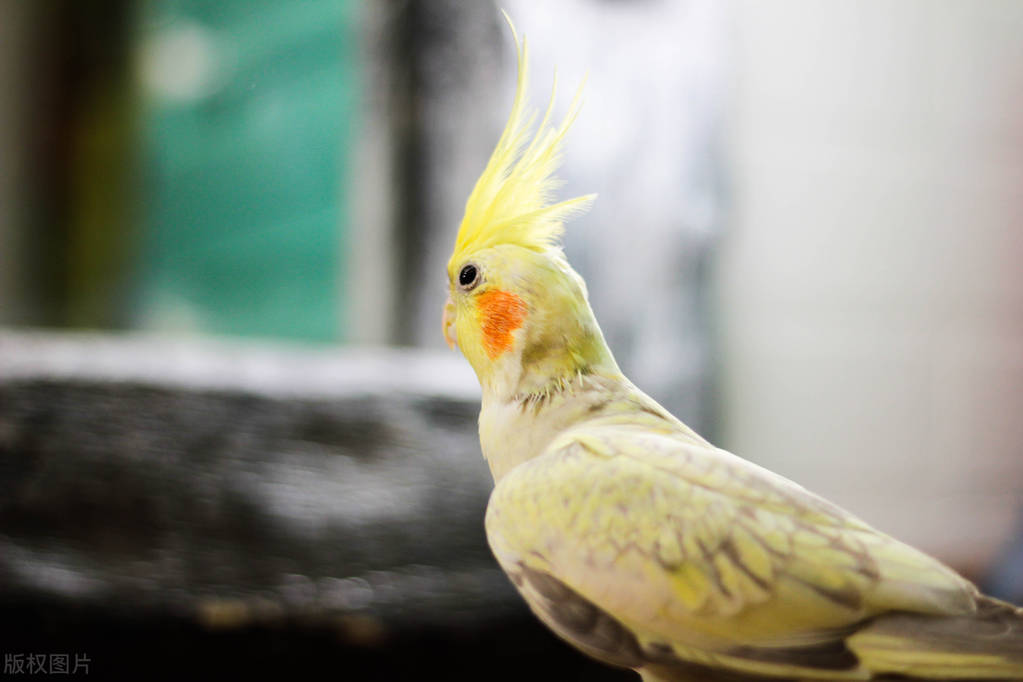 鹦鹉卡蛋怎么处理,折衷鹦鹉卡蛋怎么办