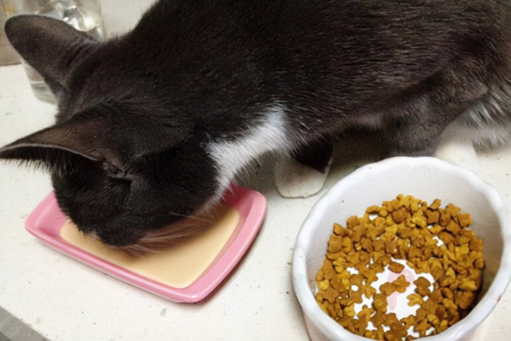 猫咪没食欲是怎么回事,猫咪没有食欲怎么办