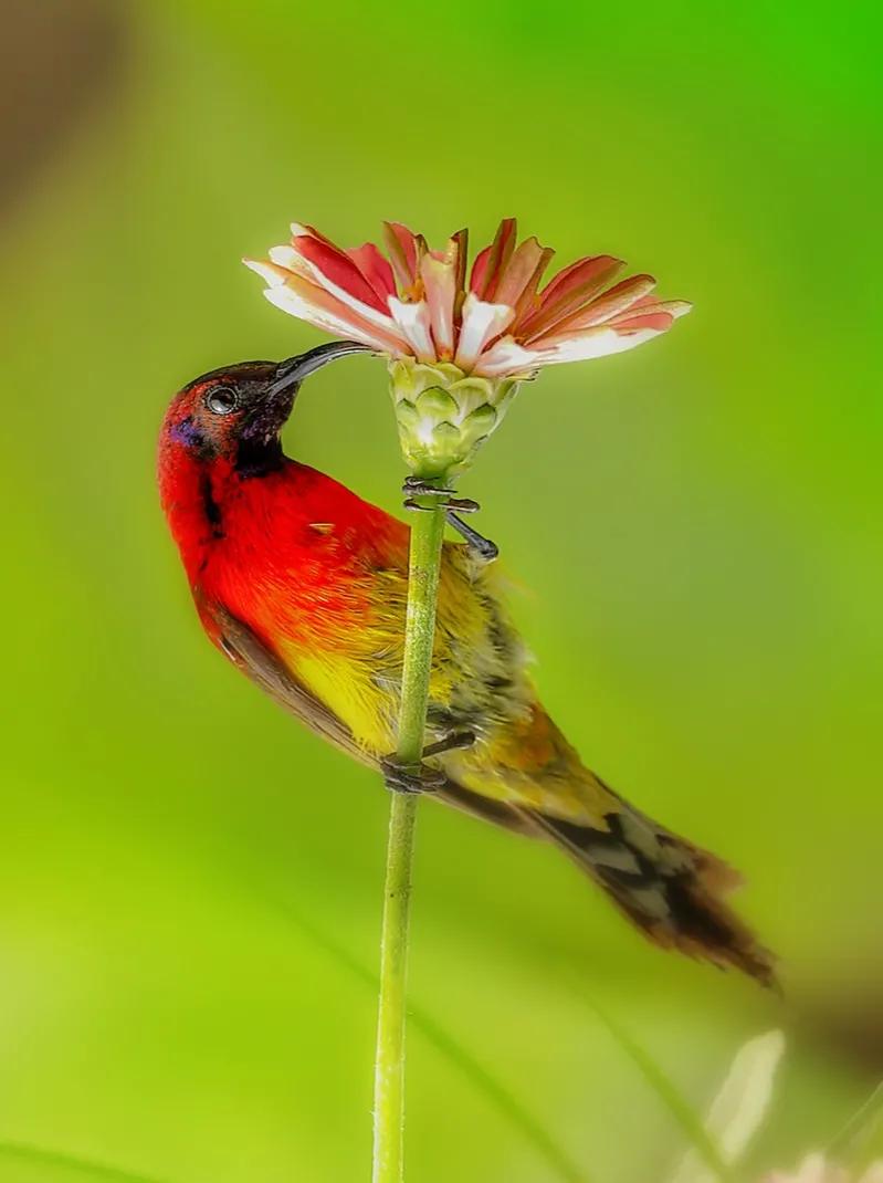 太阳鸟花的图片,太阳鸟精彩图片
