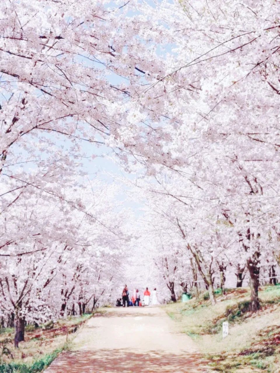 贵州安顺平坝万亩樱花园,安顺平坝樱花园面积有多少