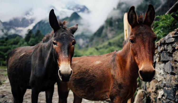 驴和马为什么能培育出骡子,马和驴真的能产下骡子吗