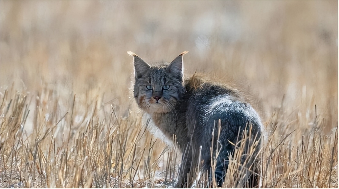 青海荒漠猫咬死100多只鸡,野生豹猫在山西咬死60余只鸡