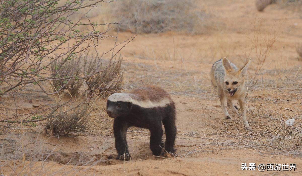 鼬鼠本领,鼬科动物为什么这么敏捷