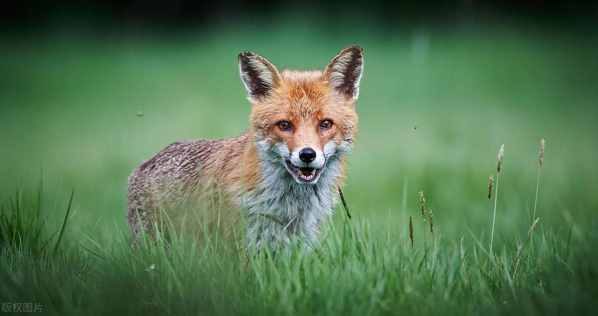 什么是长焦拍摄,新手学摄影需要长焦镜头吗