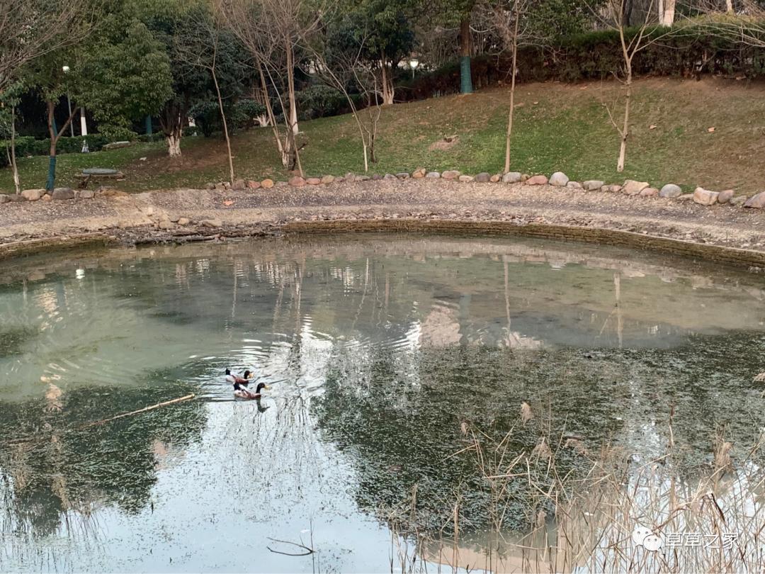 合肥一中有一个后花园，你进去玩过吗？早春里的一中后花园