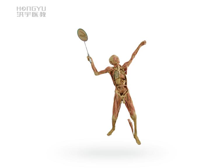 塑化标本制作技术的进展,生物塑化标本是真人做的吗