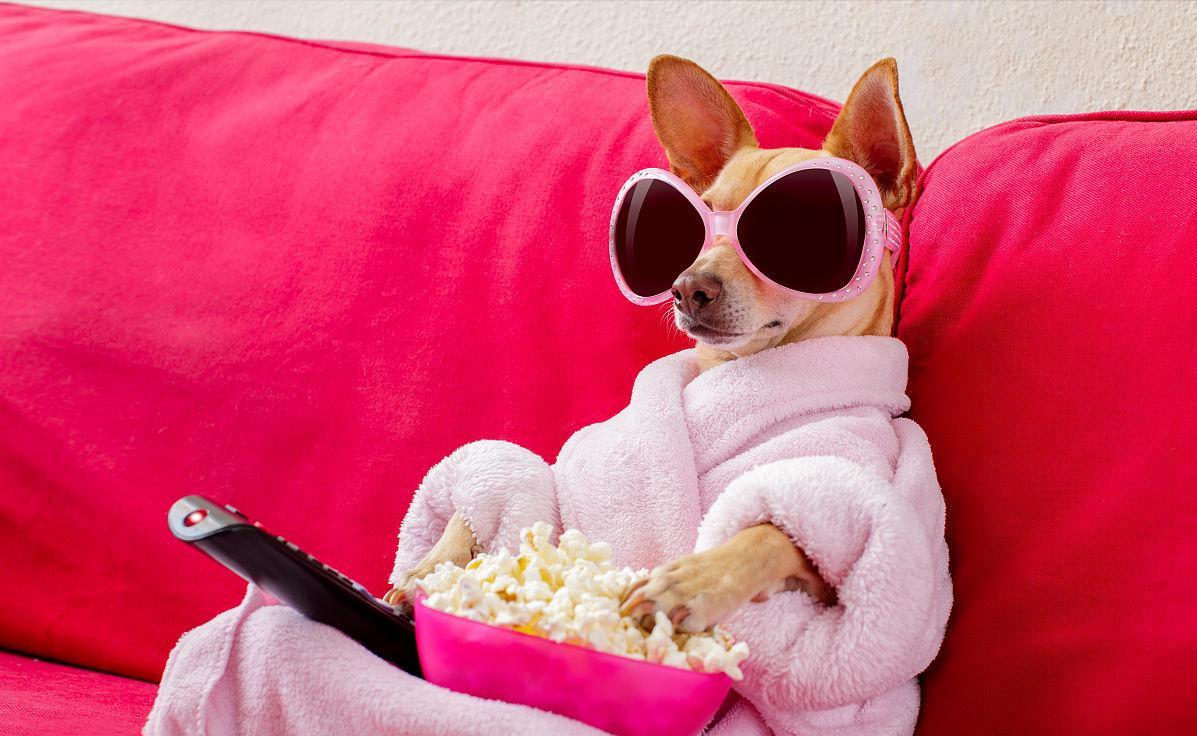 狗狗泪痕怎么消灭最快,狗狗泪痕用什么能擦掉小妙招