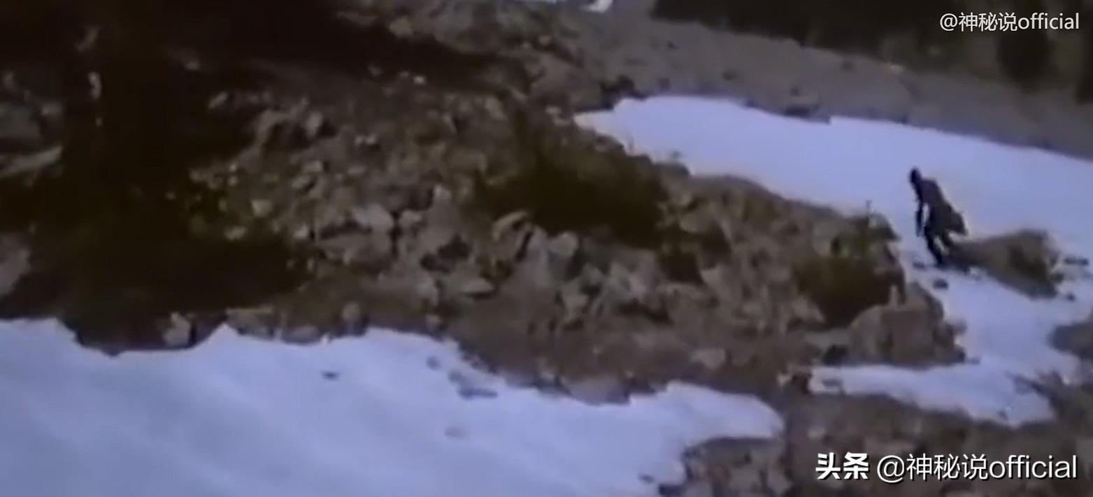 护林员发现野生大熊猫幼崽,山中野人被村民成功抓住