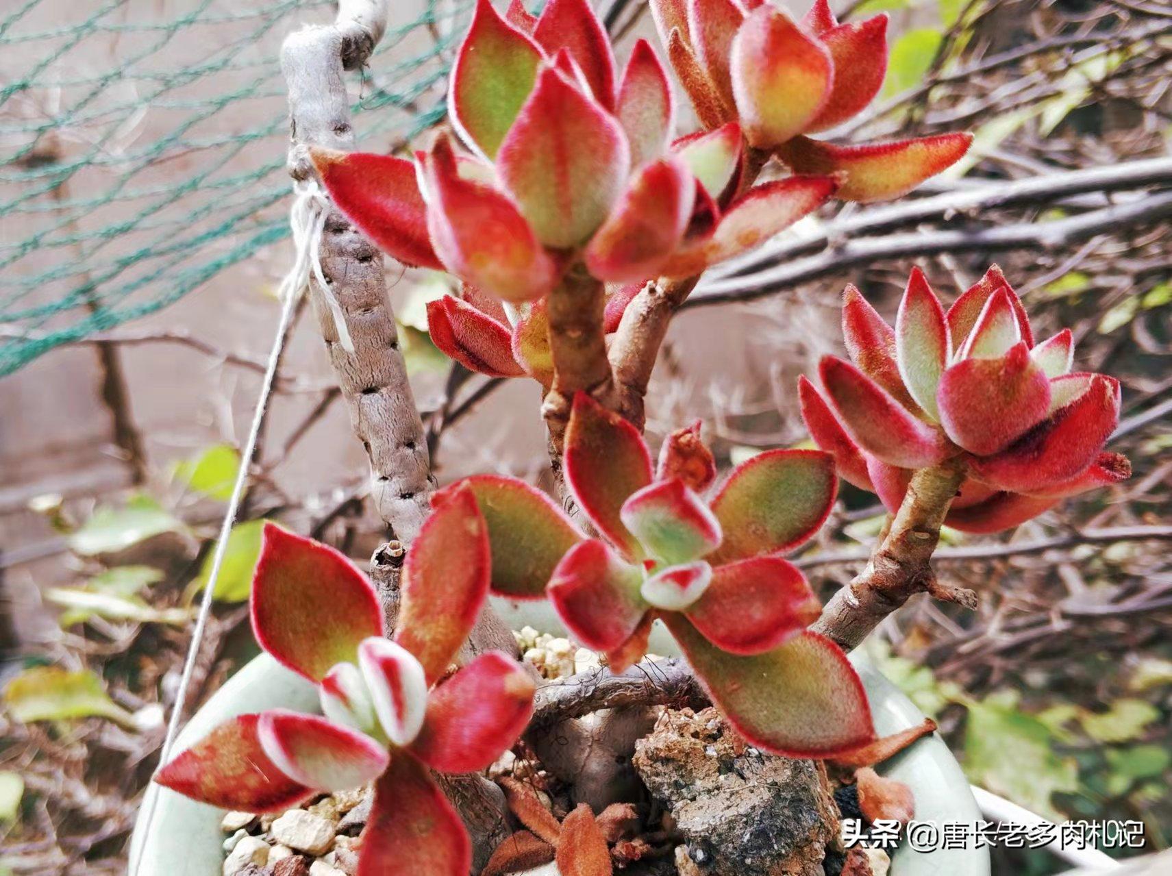 黄丽多肉木质化杆可以发根吗,木质化的多肉老桩光杆能扦插吗