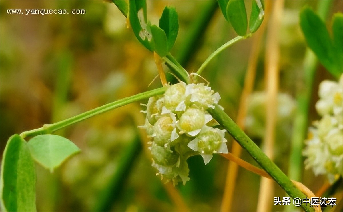 一味中药祛顽疾第二版,一味中药排出肝毒