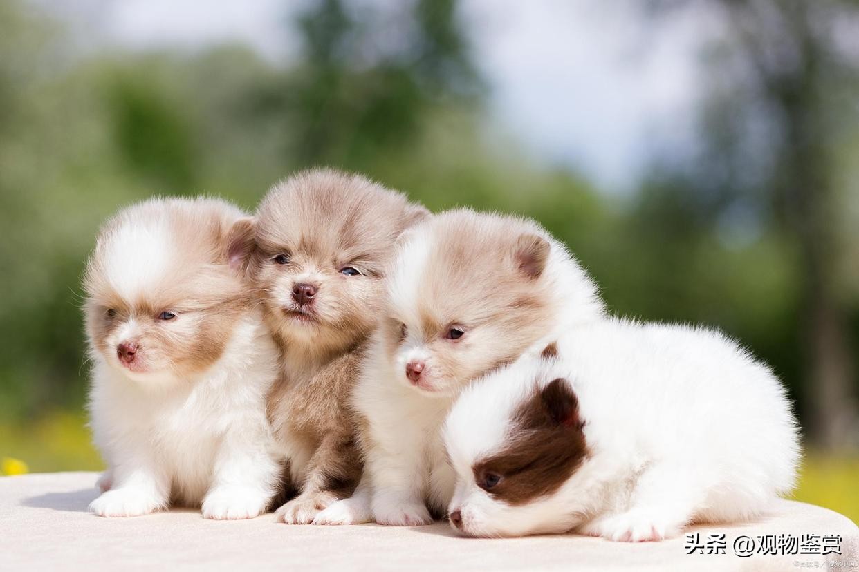 迷你小狗狗品种好养,宠物小狗养哪个品种比较好