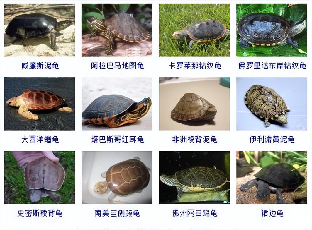 观赏龟品种大全及图片,观赏龟的种类和介绍大全