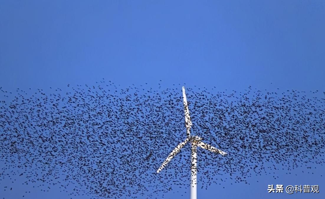 风力发电破坏生态,风力发电对人类的影响