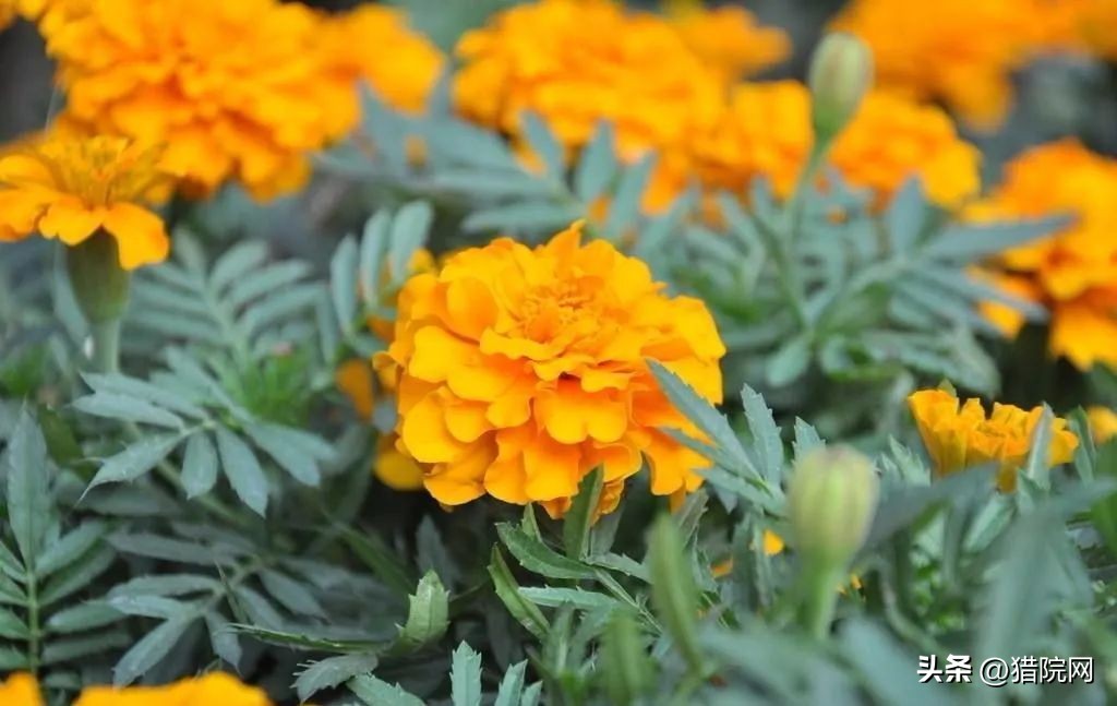 夏天院子蚊子多怎么办生活小妙招,夏天院子蚊虫多咋办