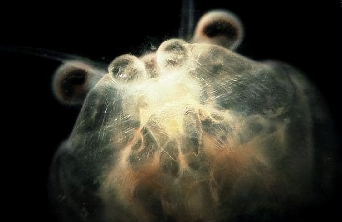 推荐悬疑恐怖推理小说,国内恐怖悬疑推理小说推荐