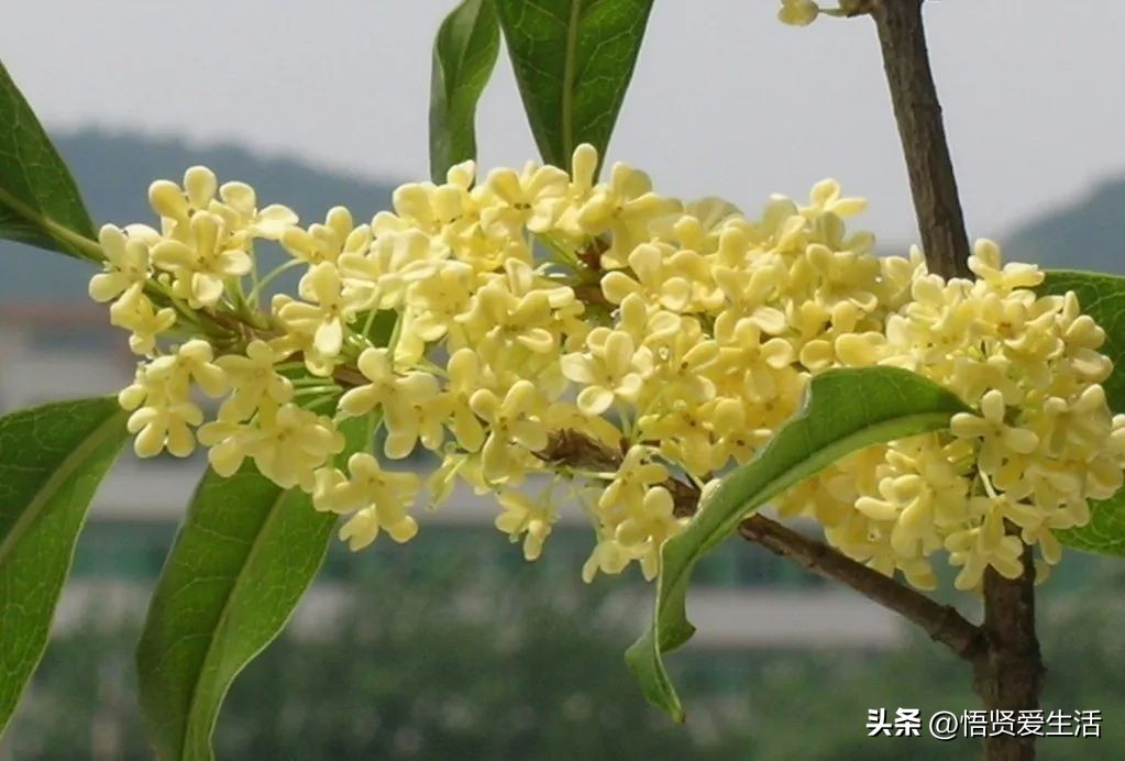 花香满屋植物,花香四溢的绿植
