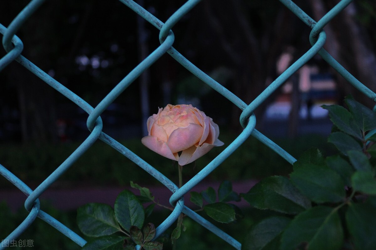 我的前半生电视剧全集免费看,我的前半生电视连续剧