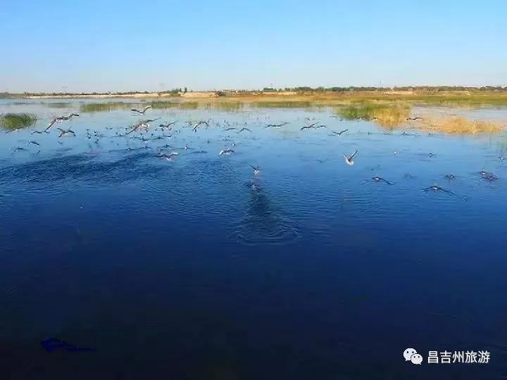 新疆玛纳斯湿地迎来候鸟迁徙,玛纳斯国家湿地公园迎候鸟