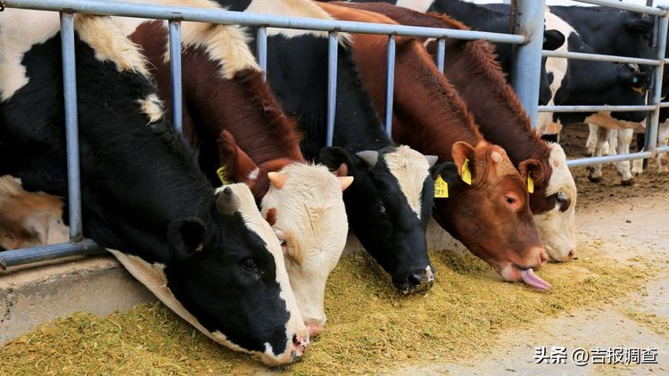 乾牛实业黄小宝,乾牛牧联创始人黄小宝