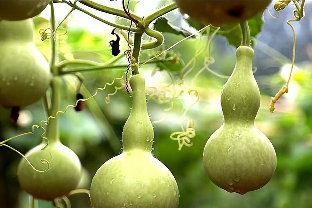 农民一个大棚能卖多少钱,种植小葫芦发家致富