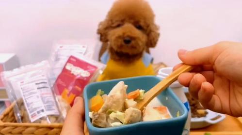 狗狗冬天掉毛怎么办完整版,狗狗冬天掉绒毛厉害怎么办