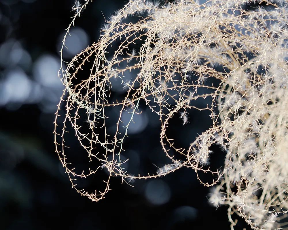 微距微观世界摄影作品,微距拍摄最佳作品